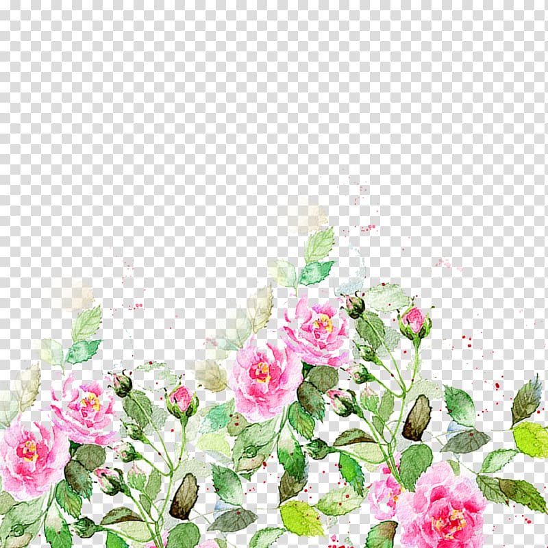 pink roses isolated on blue background, Beautiful flowers hand material transparent background PNG clipart