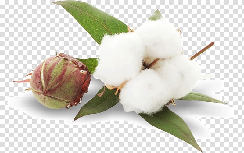 cotton flower, Cottonseed oil Plant, green leaves transparent background PNG clipart