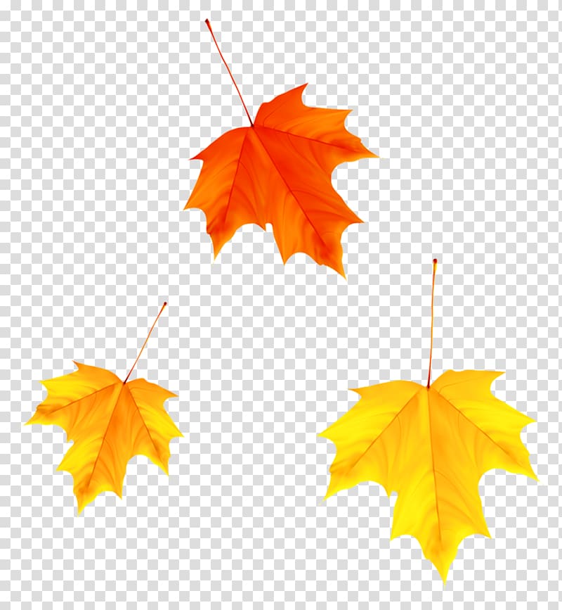 three yellow and red maple leaves illustration, Maple leaf Autumn Yellow, Autumn maple leaves transparent background PNG clipart