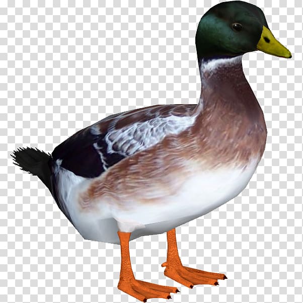 Indian Runner duck Welsh Harlequin American Pekin Goose, DUCK transparent background PNG clipart
