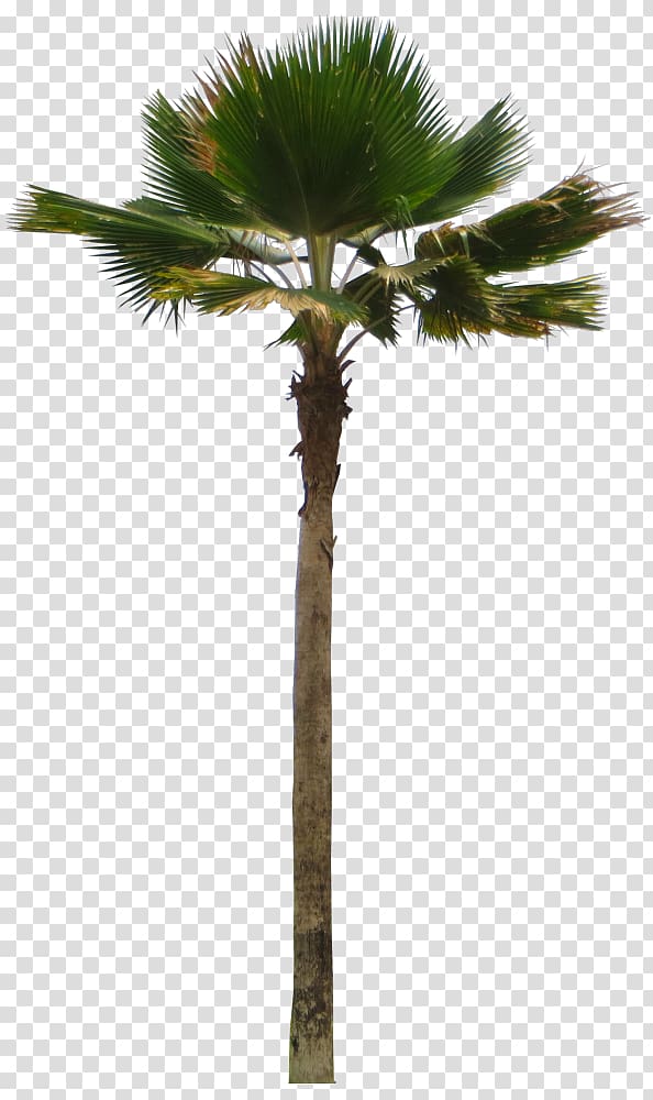 Asian palmyra palm Coconut Attalea speciosa Adonidia Pritchardia pacifica, coconut transparent background PNG clipart