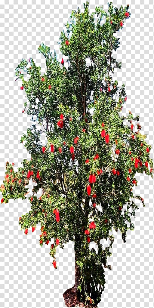 Melaleuca viminalis Tree Shrub Holly Evergreen, tree top transparent background PNG clipart