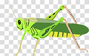 Grasshopper transparent background PNG clipart