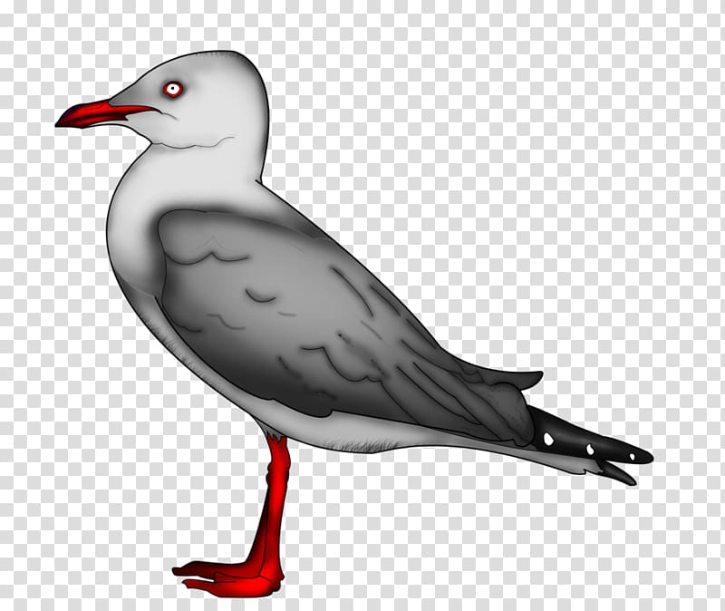 Gulls European Herring Gull Great black-backed gull Bird Drawing, seagull transparent background PNG clipart