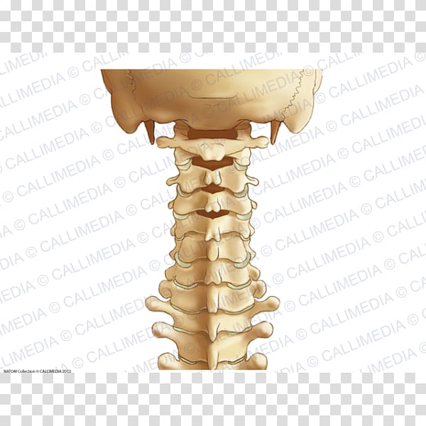 The Cervical Spine Cervical vertebrae Vertebral column Ligament Anatomy, others transparent background PNG clipart
