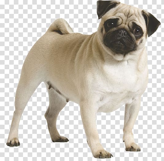 Pug Puppy Dog breed Dog Toys, puppy transparent background PNG clipart