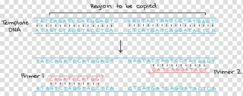 Primer Polymerase chain reaction DNA polymerase, chain gene transparent background PNG clipart