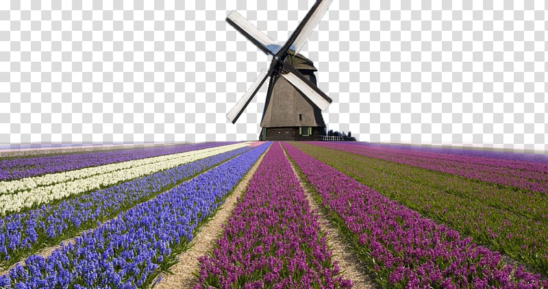 Kinderdijk Windmills in Holland Tilting at windmills , Pretty far from the house Netherlands transparent background PNG clipart
