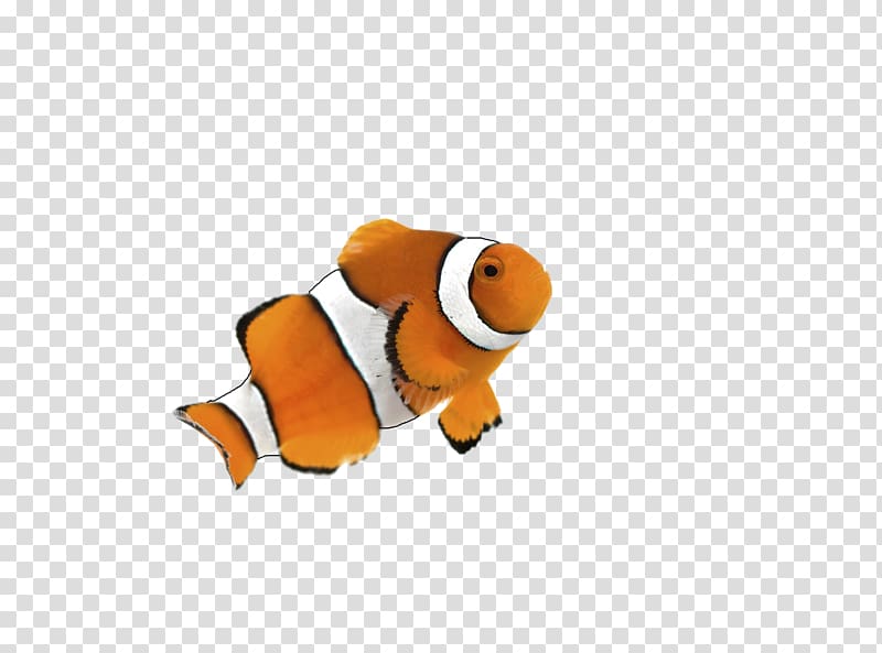 Clownfish Goldfish Siamese fighting fish Desktop , rio transparent background PNG clipart