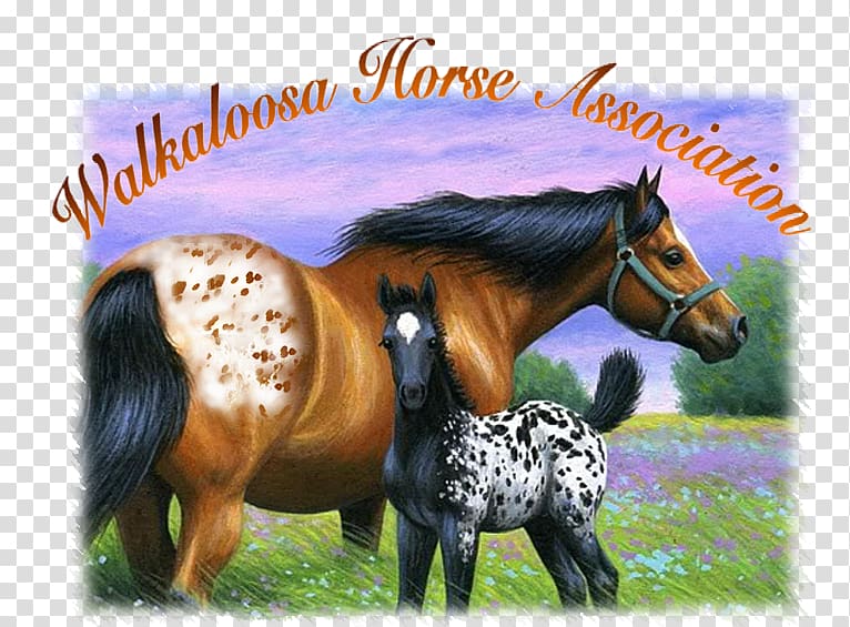 Mustang Mane Walkaloosa Appaloosa Pony, mustang transparent background PNG clipart