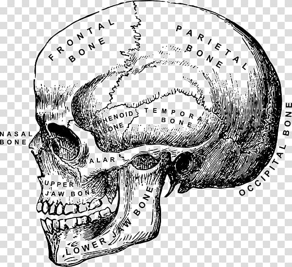 Skull Human skeleton Anatomy , Skull Side transparent background PNG clipart