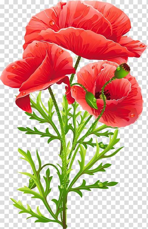 Common poppy King Peppy Flower, flower transparent background PNG clipart