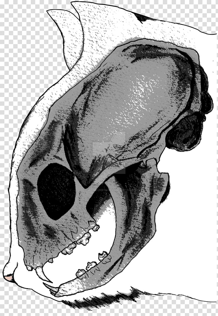 Snout Jaw Automotive design Mouth Sketch, skull transparent background PNG clipart