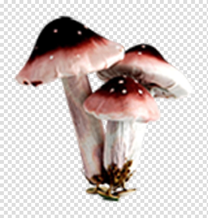 Edible mushroom Fungus, Small wild mushroom spring element transparent background PNG clipart