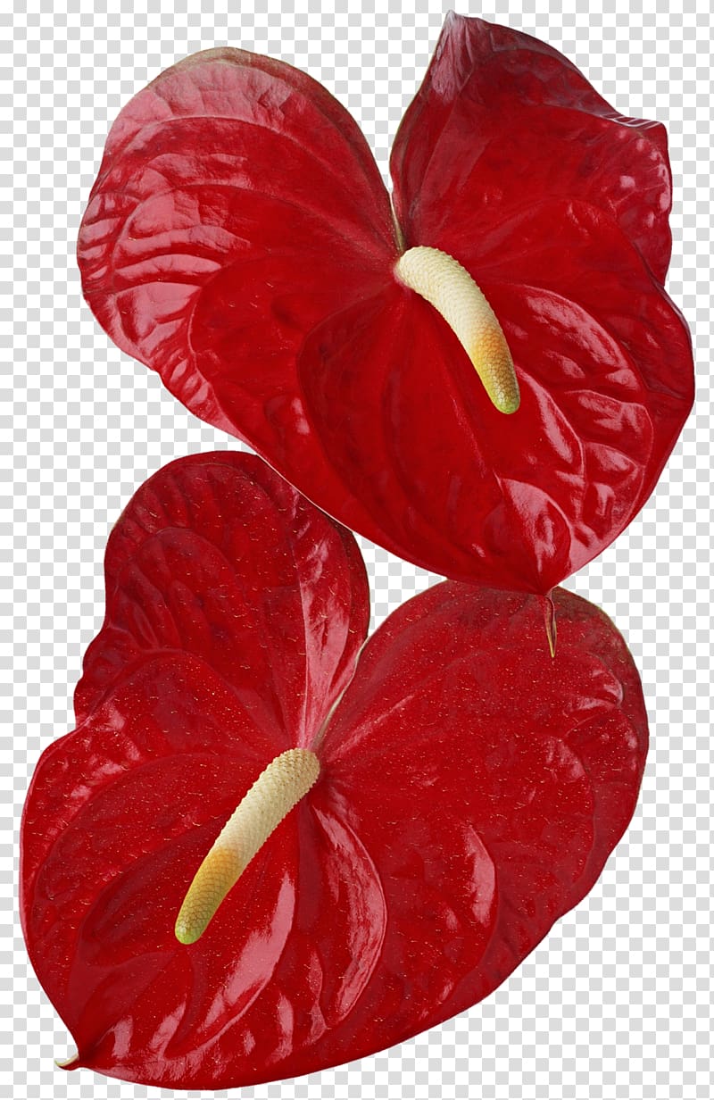 Anthurium andraeanum Flower Callalily, Red leaf transparent background PNG clipart