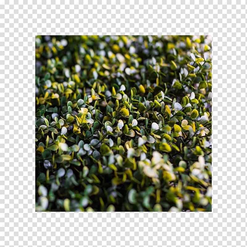 Groundcover Lawn Shrub, others transparent background PNG clipart