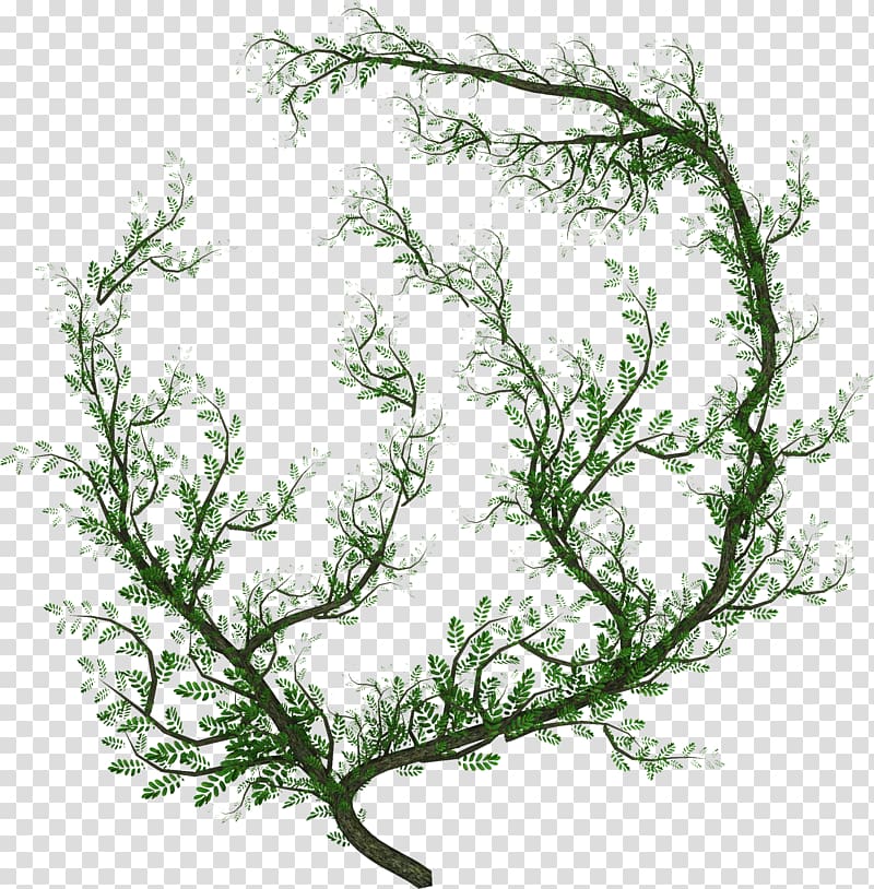 Liana Vine Tree, tree transparent background PNG clipart