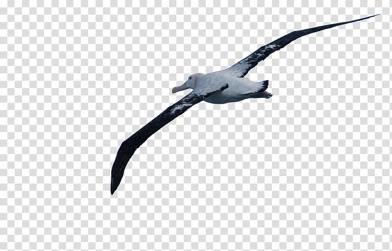 Wandering albatross Wing Beak Feather, albatross transparent background PNG clipart