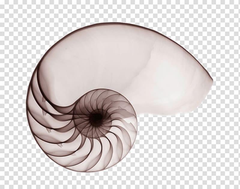 Nautilidae Seashell Chambered nautilus Mollusc shell Spiral, x-ray transparent background PNG clipart