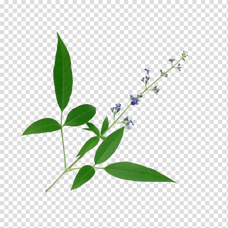 Chinese chastetree Chaste tree Medicinal plants Ayurveda Medicine, vitex transparent background PNG clipart