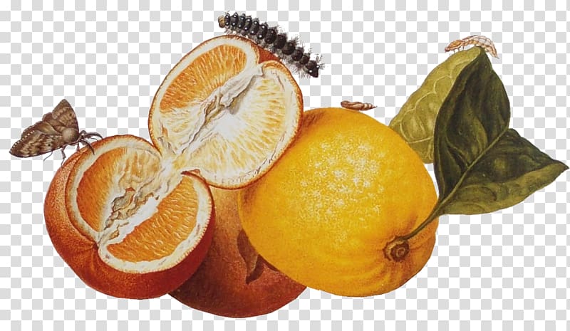 Clementine Tangerine British Museum Tangelo Mandarin orange, merian transparent background PNG clipart
