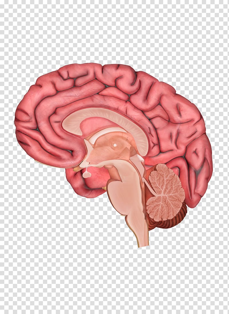 Human brain Human body Anatomy Homo sapiens, Brain transparent background PNG clipart