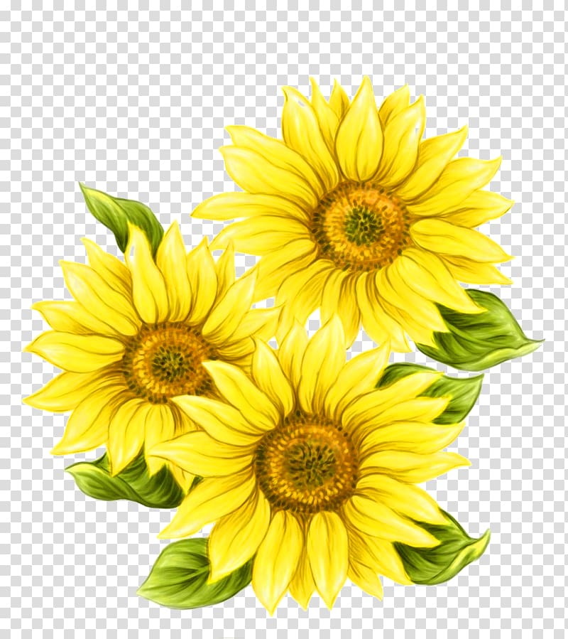 Yellow flowers, Watercolor painting Common sunflower, Yellow hand ...