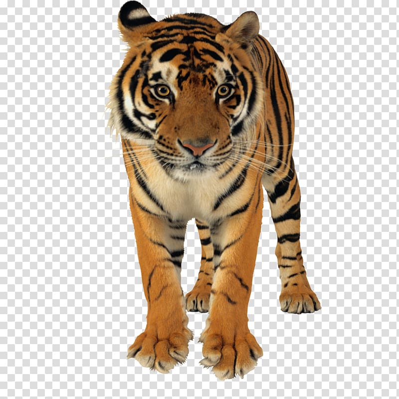 forest ferocious tiger animal tiger transparent background PNG clipart