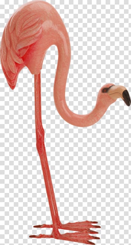 Bird Greater flamingo, Flamingos Decoration transparent background PNG clipart