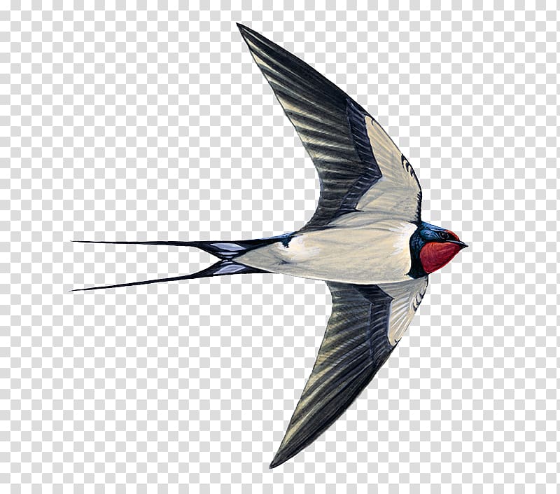 Edible bird's nest Swallow Swifts Common swift, Bird transparent background PNG clipart