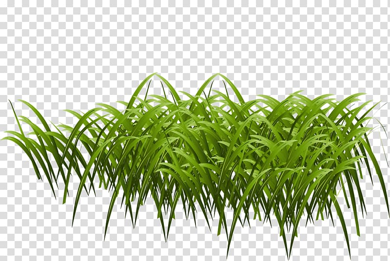 Paper Euclidean Icon, Cartoon green grass transparent background PNG clipart