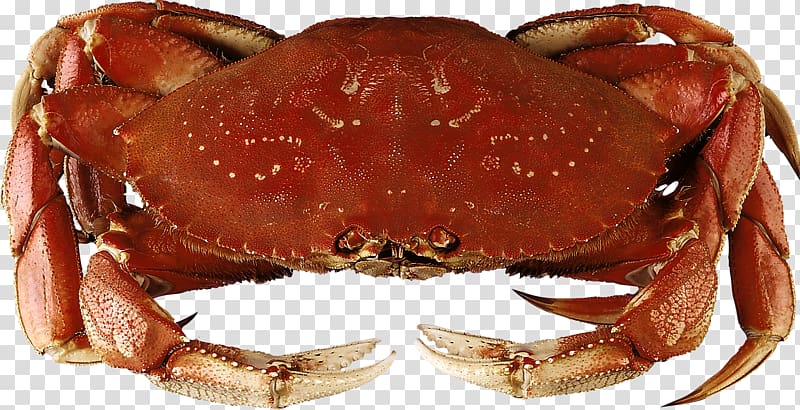 Dungeness crab Seafood Cioppino Ravioli, Crab transparent background PNG clipart