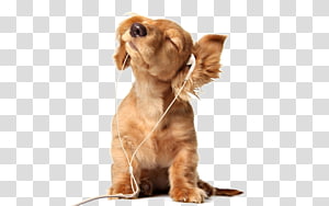 puppy music transparent background PNG clipart thumbnail