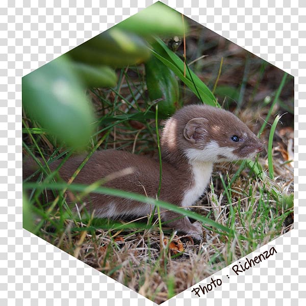 Fauna Wildlife Mustelids Snout, Eucobresia Nivalis transparent background PNG clipart