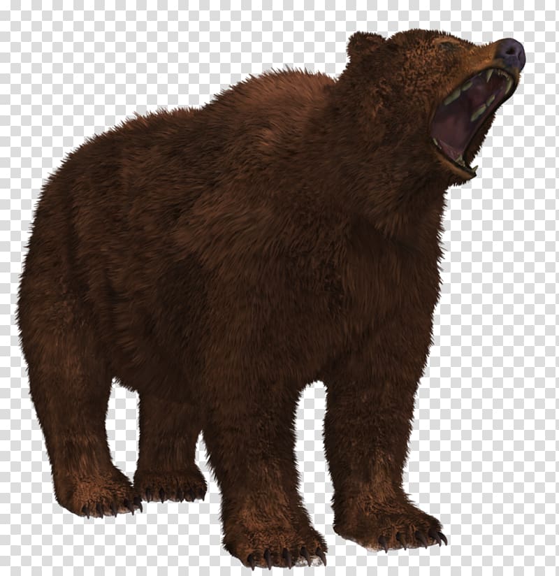 Grizzly bear Brown bear American black bear, Bear 8 transparent background PNG clipart
