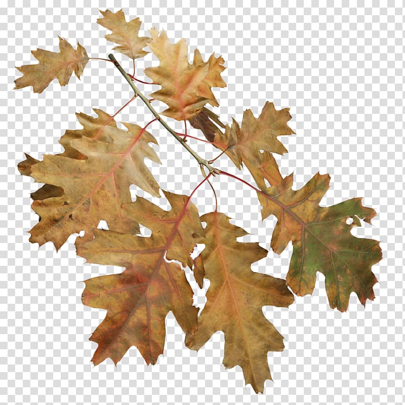 Twig Northern Red Oak Willow oak Birch Tree, tree transparent background PNG clipart