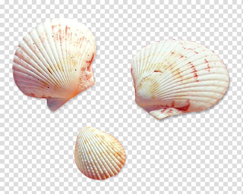Cockle Seashell Conchology Veneroida, seashell transparent background PNG clipart