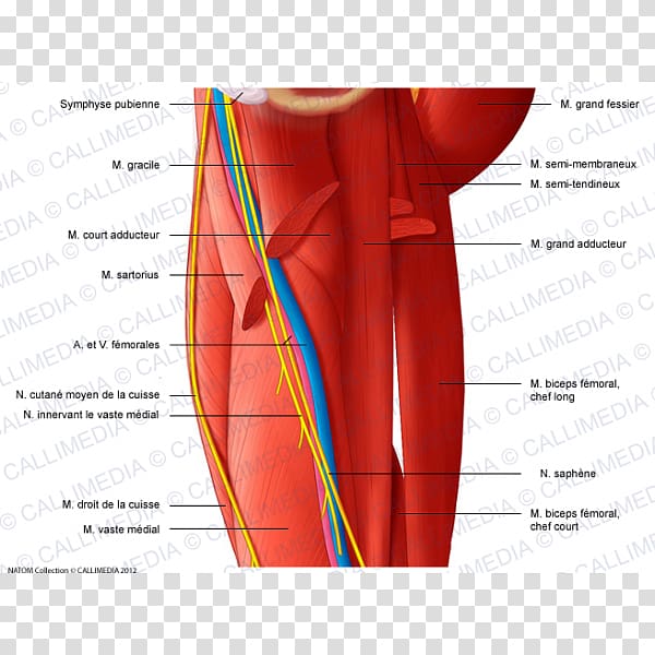 Nerve Gracilis muscle Medial compartment of thigh, others transparent background PNG clipart