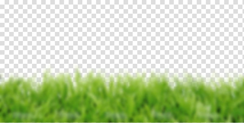 Lawn Fotolia, herbe transparent background PNG clipart