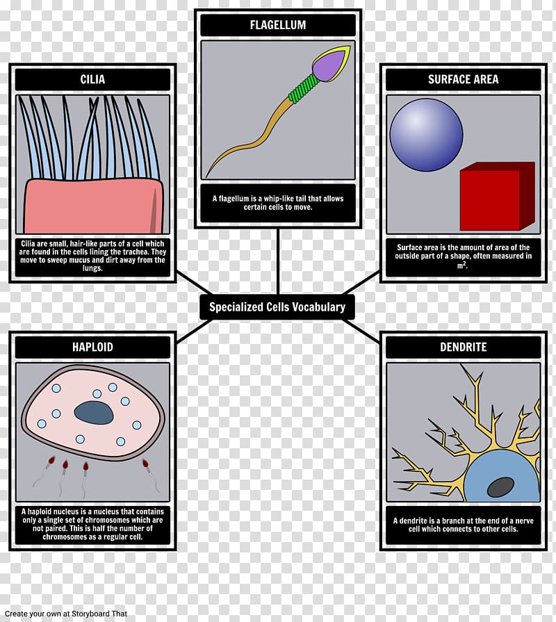 The Crucible Twelve Olympians Cell Vocabulary Essay, Vocabulary transparent background PNG clipart