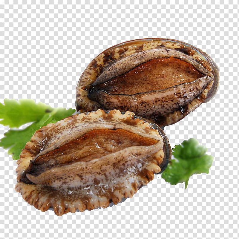 Abalone Seafood Frozen Film Series, The deep fresh frozen wild abalone transparent background PNG clipart