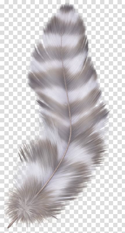 Feather Goose Asiatic peafowl, Color stripes feathers transparent background PNG clipart