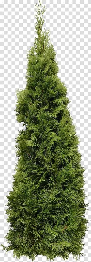 Fir Tree , tree transparent background PNG clipart