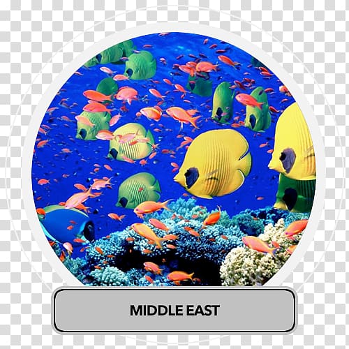 Red Sea Ocean Deep sea Earth, middle east transparent background PNG clipart