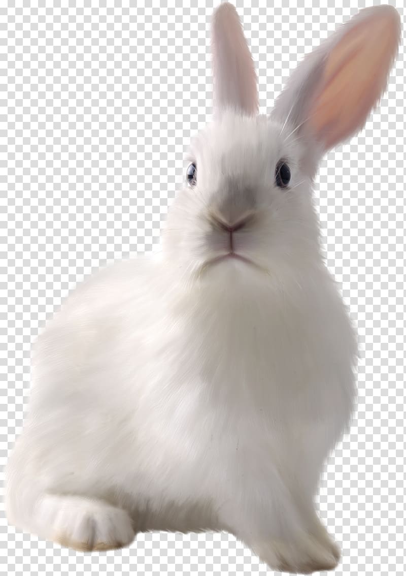 Easter Bunny White Rabbit European rabbit Domestic rabbit, White cute bunny transparent background PNG clipart