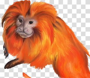 Primate Vertebrate Cercopithecidae Old World Monkey, painted lion transparent background PNG clipart thumbnail
