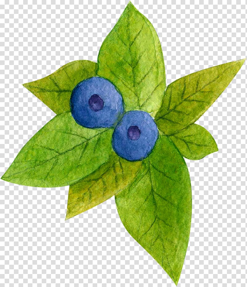 Blueberry Tea, Hand-painted blueberry green leaves transparent background PNG clipart
