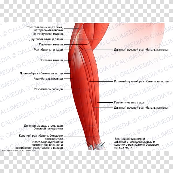 Brachialis muscle Forearm Brachioradialis Elbow, arm transparent background PNG clipart