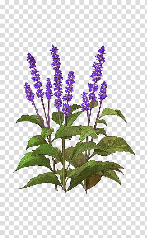 Lavender Flowerpot Hyssopus Common sage Lupin Limited, others transparent background PNG clipart