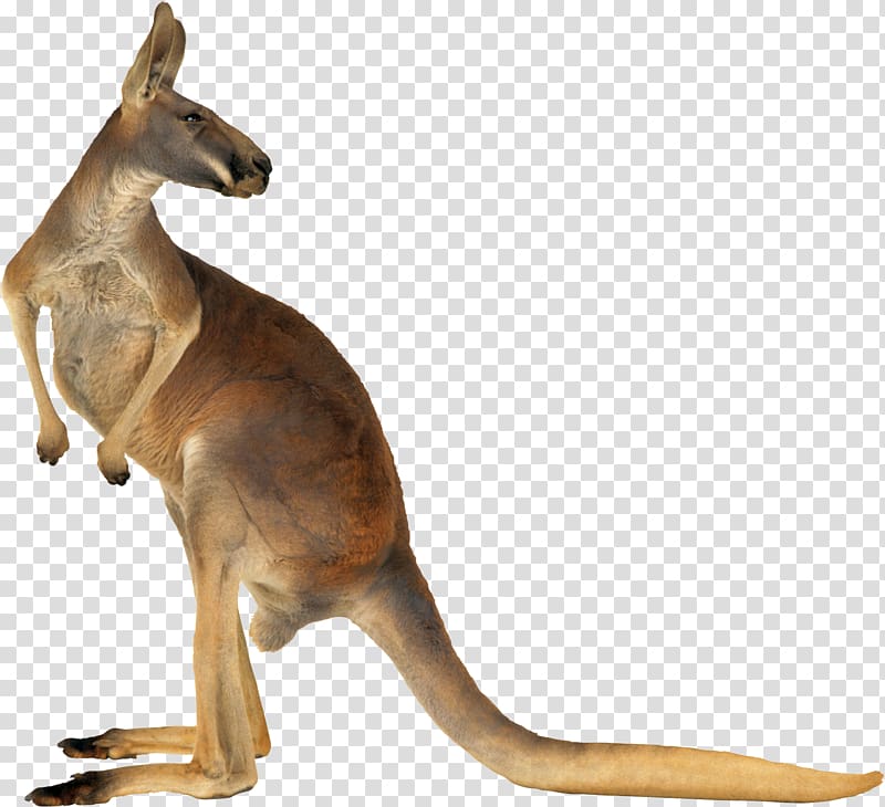 Red kangaroo Australia Eastern grey kangaroo, Kangaroo transparent background PNG clipart